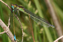 Ein Weibchen des Großen Granatauges, Erythromma najas, frisst ein Männchen der Großen Pechlibelle, Ischnura elegans.
