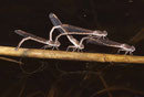 Gemeine Winterlibelle, Sympecma fusca, Eiablage (2).