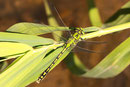 Grüne Flussjungfer, Ophiogomphus cecilia, adultes  Männchen (3).