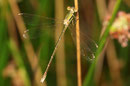 Südliche Binsenjungfer, Lestes barbarus, junges Weibchen (2).