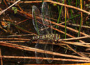 Torf-Mosaikjungfer, Aeshna juncea, Weibchen bei der Eiablage (1).