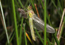 Große Heidelibelle, Sympetrum striolatum, ein Weibchen während der Emergenz.