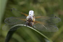 Spitzenfleck, Libellula fulva, ein Paarungsrad von vorne betrachtet.