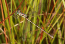 Südliche Binsenjungfer, Lestes barbarus, erwachsenes Männchen (1).