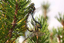 Paarungsrad der Torf-Mosaikjungfer, Aeshna juncea, (1)