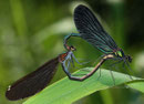 Blauflügel-Prachtlibelle, Calopteryx virgo, Kopula.