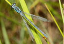 Helm - Azurjungfer, Coenagrion mercuriale, männchenfarbenes (andochromes) Weibchen.