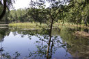 Speer - Azurjungfer, Coenagrion hastulatum, Lebensraum (2).