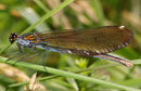 Blauflügel-Prachtlibelle, Calopteryx virgo, adultes Weibchen (3).