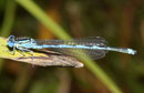 Pokal - Azurjungfer, Erythromma lindenii, erwachsenes Männchen (1).