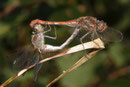 Große Heidelibelle, Sympetrum striolatum, Kopula (1).