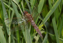 Ein sehr altes Weibchen der Feuerlibelle, Crocothemis erythraea.