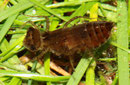 Vierfleck, Libellula quadrimaculata, Larve im letzten Stadium (2).