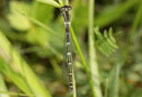 Gabel - Azurjungfer, Coenagrion scitulum, junges Weibchen (1).