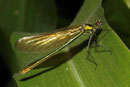 Gebänderte Prachtlibelle, Calopteryx splendens, sehr junges Weibchen.