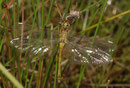 Schwarze Heidelibelle, Sympetrum danae, Weibchen kurz vor dem Jungfernflug.