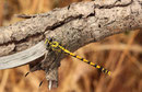 Große Zangenlibelle, Onychogomphus uncatus, erwachsenes Weibchen (4).