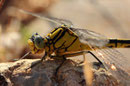 Gelbe Keiljungfer, Gomphus simillimus, 