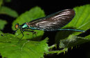 Blauflügel-Prachtlibelle, Calopteryx virgo, juveniles Männchen.
