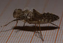 Zierliche Moosjungfer, Leucorrhinia caudalis, Exuvie (2).