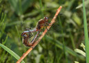 Spitzenfleck, Libellula fulva, Kopula (2).