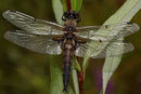 Vierfleck, Libellula quadrimaculata, sehr altes Männchen.