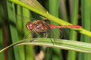Gemeine Heidelibelle, Sympetrum vulgatum, erwachsenes Männchen (2).