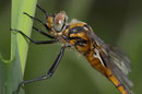 Portrait eines Weibchens von Epitheca bimaculata (1).