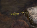 Kleine Zangenlibelle, Onychogomphus forcipatus, Weibchen bei der Eiablage im Flug.