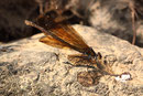 Blauflügel-Prachtlibelle, Calopteryx virgo, adultes Weibchen (4).