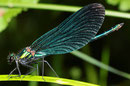 Blauflügel-Prachtlibelle, Calopteryx virgo, adultes Männchen (1).