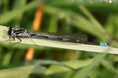 Fledermaus - Azurjungfer, Coenagrion pulchellum, junges Männchen (2).