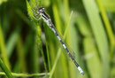 Gabel - Azurjungfer, Coenagrion scitulum, junges Männchen.