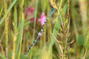 Vogel - Azurjungfer, Coenagrion ornatum, Tandemformation mit einem jugendlichen Weibchen, zu erkennen am rosafarbenen Thorax.