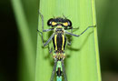 Fledermaus - Azurjungfer, Coenagrion pulchellum, Detailansicht des Pronotum.