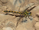 Große Zangenlibelle, Onychogomphus uncatus, erwachsenes Weibchen (2).