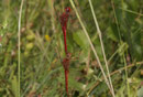 Ein Pärchen der Feuerlibelle in Tandemformation (1).