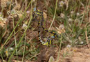 Große Zangenlibelle, Onychogomphus uncatus, Kopula (2).