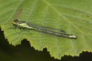 Kleines Granatauge, Erythromma viridulum, männliches Jungtier.