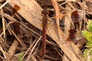 Gebänderte Heidelibelle, Sympetrum pedemontanum, altes Weibchen.