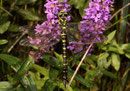 Zweigestreifte Quelljungfer, Cordulegaster boltonii, erwachsenes Weibchen.