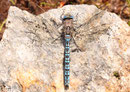 Männchen der Alpen-Mosaikjungfer, Aeshna caerulea, (2)