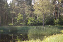 Keilfleck-Mosaikjungfer, Aeshna isoceles, Lebensraum (2).