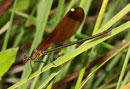 Bronzene Prachtlibelle, Calopteryx haemorrhoidalis, Weibchen.