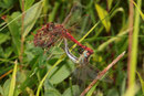 Frühe Heidelibelle (Sympetrum fonscolombii), Paarungsrad (1).