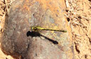 Gelbe Keiljungfer, Gomphus simillimus, 