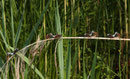 Spitzenfleck, Libellula fulva, Kopulae (2). 
