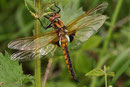 Ein Männchen des Zweiflecks, Epitheca bimaculata, an Brennnesseln ruhend (2).
