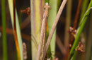 Gemeine Winterlibelle, Sympecma fusca, frisch geschlüpftes Männchen. Beachte die hervorragende Tarnung.