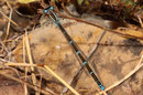 Südliche Azurjungfer, Coenagrion caerulescens, junges Weibchen.